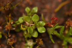 Elatine brachysperma
