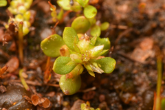 Elatine brachysperma