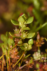 Elatine brachysperma