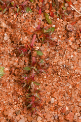 Chorizanthe polygonoides longispina