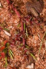 Chorizanthe polygonoides longispina