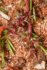 Chorizanthe polygonoides longispina