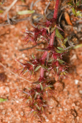 Chorizanthe polygonoides longispina