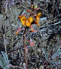 Hoffmannseggia trifoliata