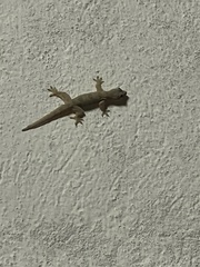 Hemidactylus platyurus