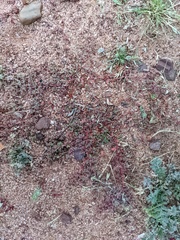 Chorizanthe polygonoides longispina