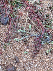 Chorizanthe polygonoides longispina