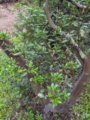 Comarostaphylis diversifolia