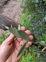 Comarostaphylis diversifolia
