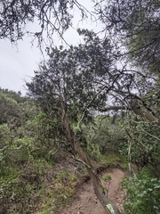 Comarostaphylis diversifolia