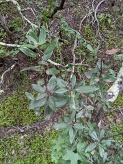 Comarostaphylis diversifolia