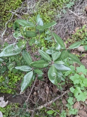 Comarostaphylis diversifolia