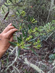 Comarostaphylis diversifolia