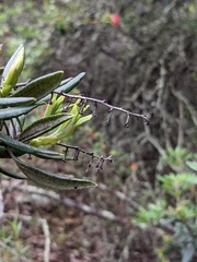 Comarostaphylis diversifolia