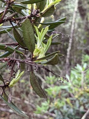 Comarostaphylis diversifolia