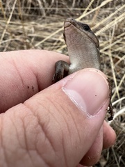 Plestiodon fasciatus