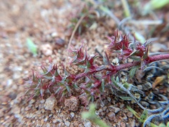 Chorizanthe polygonoides longispina