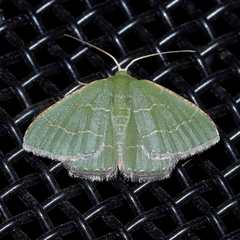 Hemithea doddi