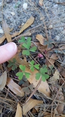 Oxalis