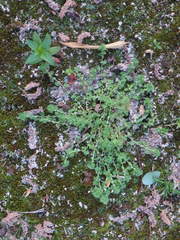 Alchemilla australis