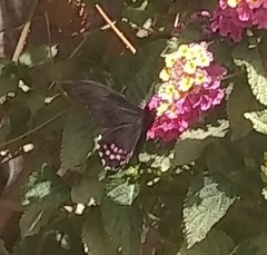 Heraclides rogeri pharnaces