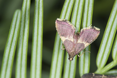 Endotricha metacuralis