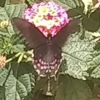 Heraclides rogeri pharnaces