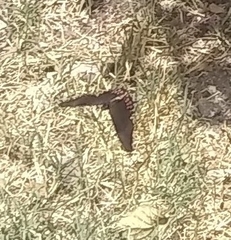 Heraclides rogeri pharnaces