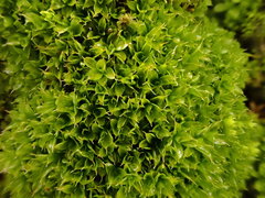 Syntrichia virescens
