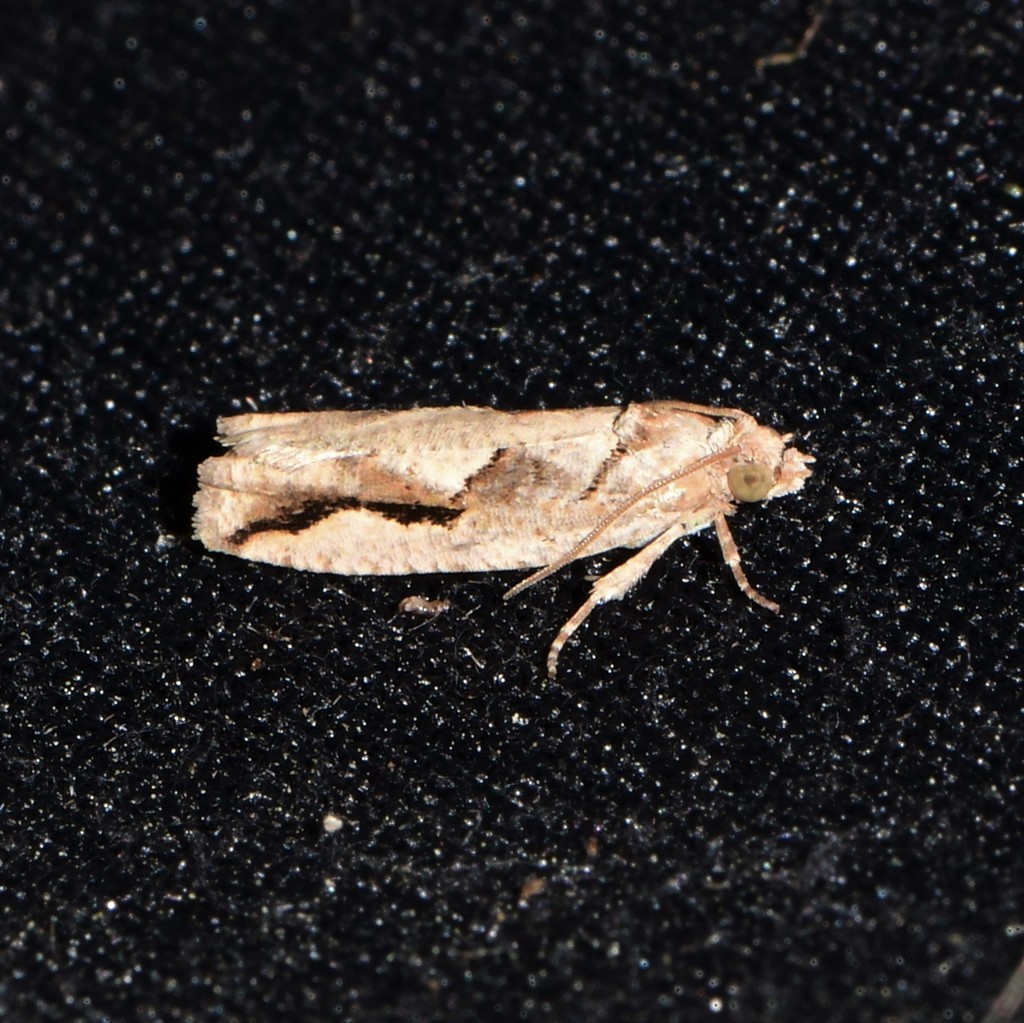 Gretchena nymphana