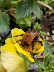 Bombus hypnorum