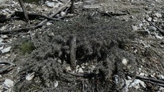 Astragalus nebrodensis