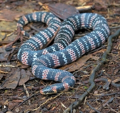 Atractus obesus