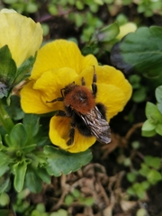 Bombus hypnorum