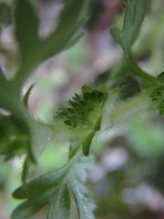 Alchemilla australis