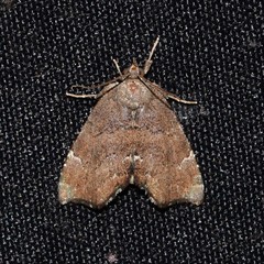 Cutina aluticolor