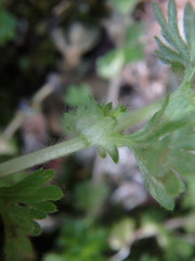 Alchemilla australis