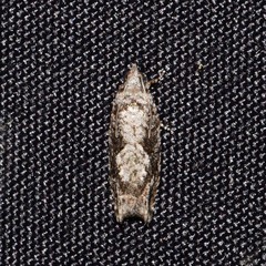 Gretchena concubitana