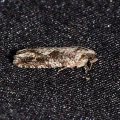 Gretchena concubitana