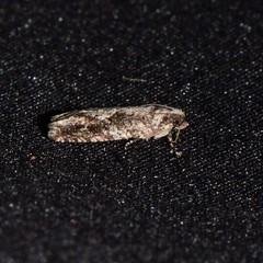 Gretchena concubitana