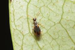 Microhoria