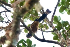 Dendrocitta cinerascens