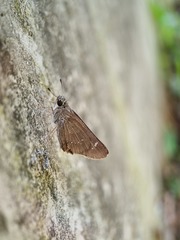 Pelopidas mathias mathias