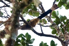 Dendrocitta cinerascens