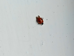 Adalia bipunctata
