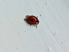 Adalia bipunctata