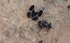 Parcella amarynthina