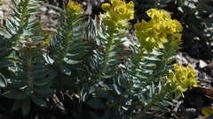 Euphorbia rigida