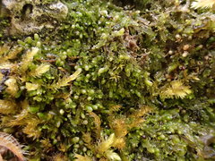Jungermannia atrovirens