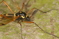 Ctenophora flaveolata